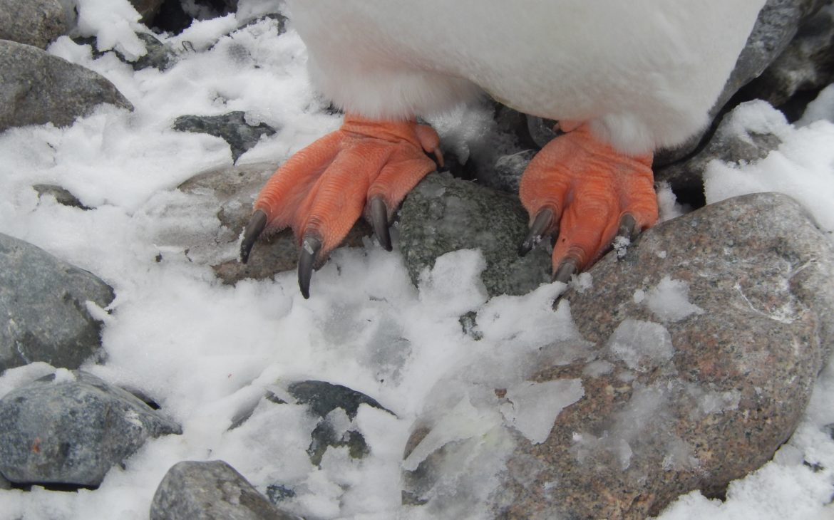 Gros plan sur les pattes du manchot