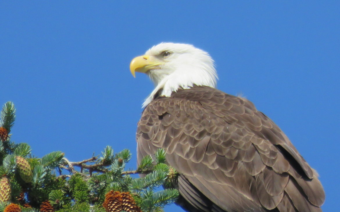 Aigle d'Alaska