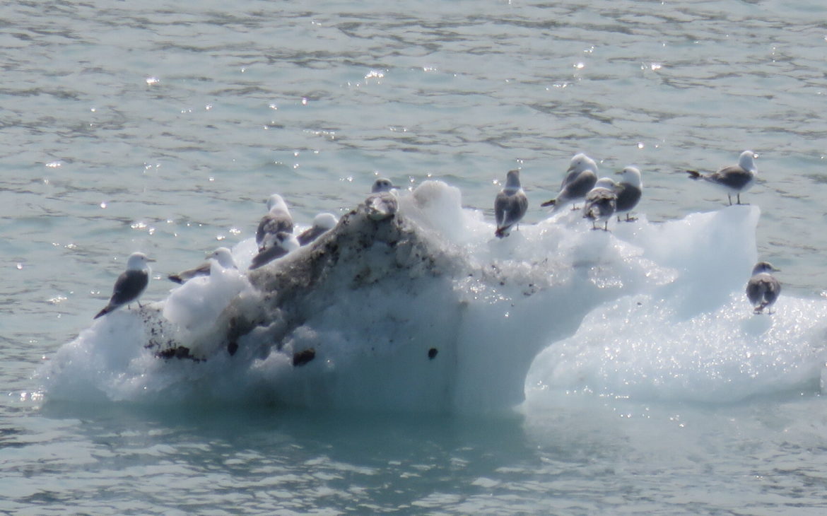 Iceberg à Glacier Bay