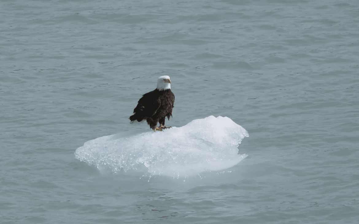 Aigle sur un iceberg