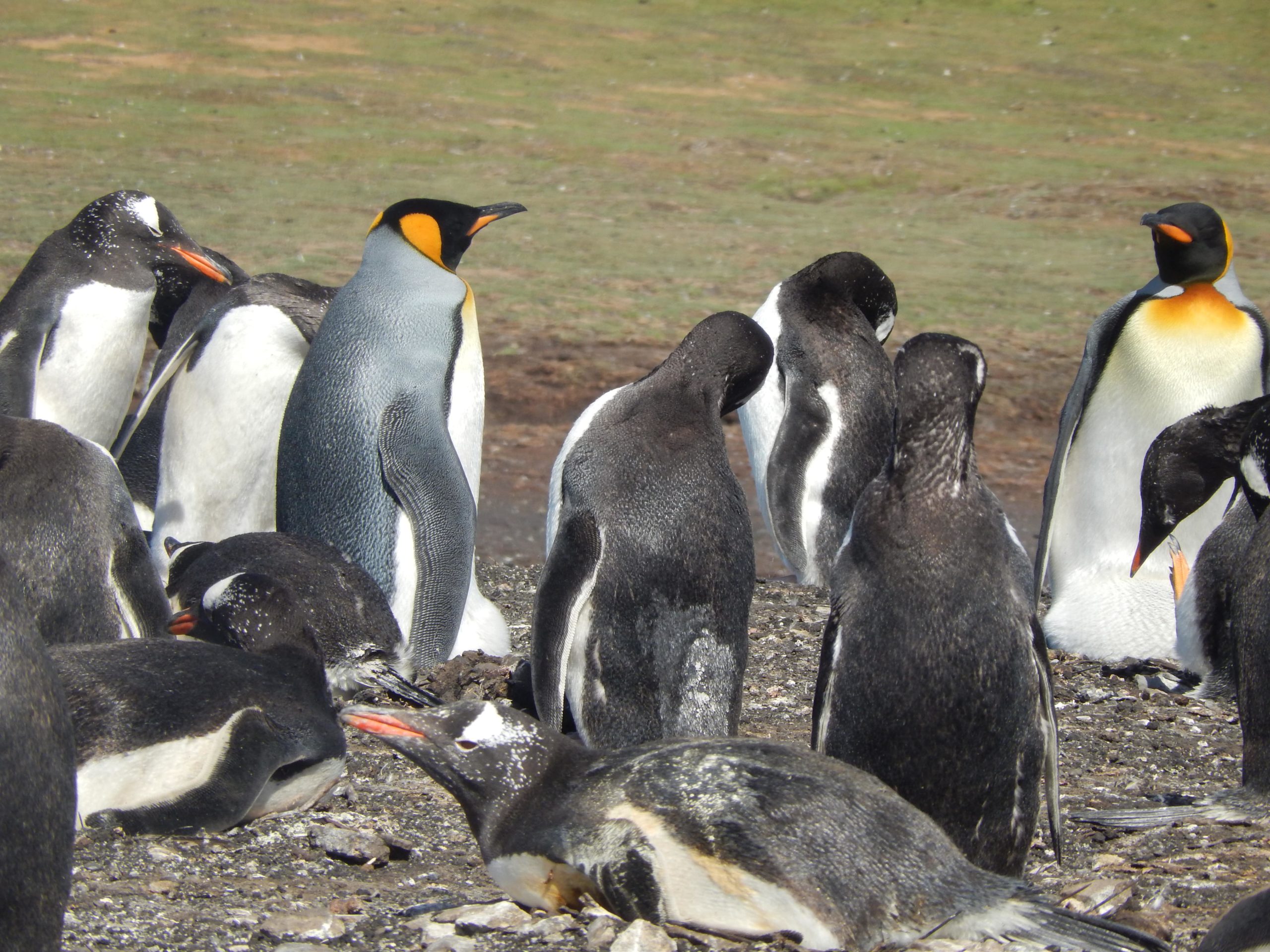 Manchots aux îles Malouines